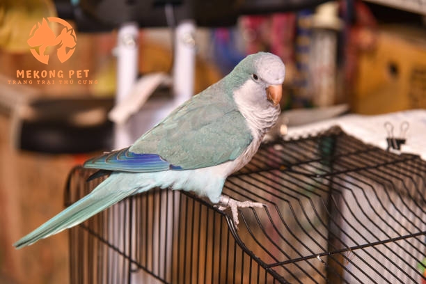 Mua Bán Vẹt Monk Blue&nbsp;Parakeet (vẹt thầy tu) Tại TP.HCM